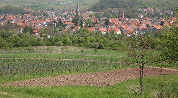 Weinberge rund um Rauenberg